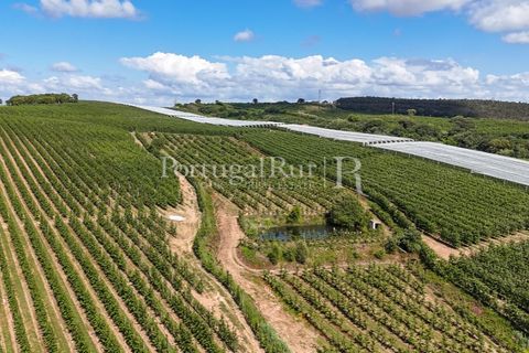Landejendom i Cadaval, Lisbon, Cadaval - € 2.600.000 | Ref: FG495 - foto 31