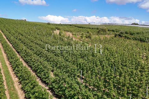 Landejendom i Cadaval, Lisbon, Cadaval - € 2.600.000 | Ref: FG495 - foto 32