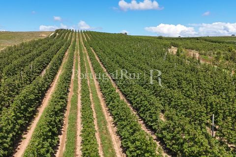 Landejendom i Cadaval, Lisbon, Cadaval - € 2.600.000 | Ref: FG495 - foto 33