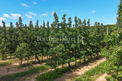 Landejendom i Cadaval, Lisbon, Cadaval - € 2.600.000 | Ref: FG495 - foto 35