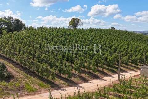 Landejendom i Cadaval, Lisbon, Cadaval - € 2.600.000 | Ref: FG495 - foto 36