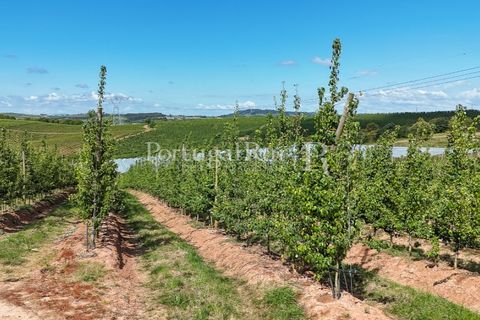 Landejendom i Cadaval, Lisbon, Cadaval - € 2.600.000 | Ref: FG495 - foto 45