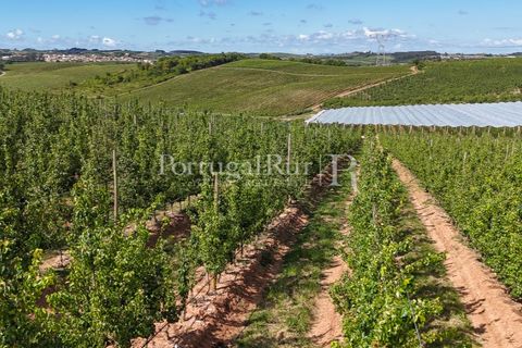Landejendom i Cadaval, Lisbon, Cadaval - € 2.600.000 | Ref: FG495 - foto 46