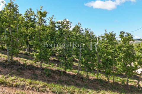Landejendom i Cadaval, Lisbon, Cadaval - € 2.600.000 | Ref: FG495 - foto 47