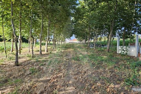Helårsgrund i Ilhavo, Aveiro, Ilhavo - € 80.000 | Ref: 1011796/23 GL - foto 4