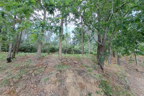 Helårsgrund i Argoncilhe, Aveiro, Argoncilhe - € 149.000 | Ref: 1012052/24 GL - foto 11