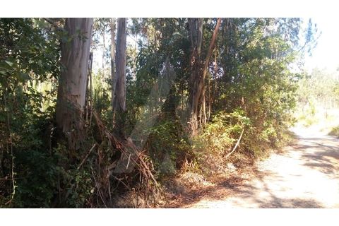 Helårsgrund i Oia, Aveiro, Oia - € 12.500 | Ref: 1010277/18 GL - foto 5