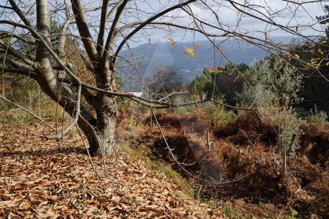 Terra em Sever do Vouga, Aveiro, Sever do Vouga - € 212.300 | Ref: 22061/17GL - foto 3
