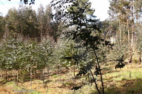 Helårsgrund i Aguada de Cima, Aveiro, Aguada de Cima - € 63.000 | Ref: 11504/11 GL - foto 6