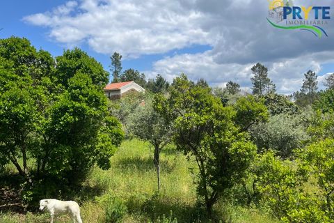 Farm i Serta, Castelo Branco, Serta - € 140.000 | Ref: RF88 - foto 34