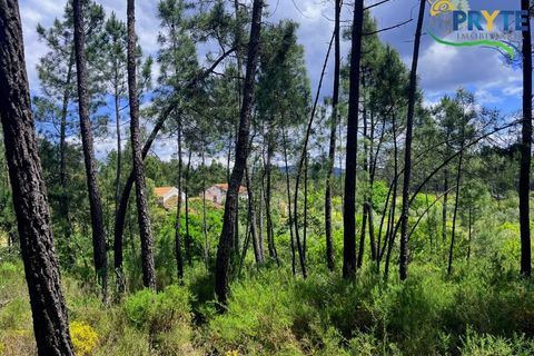 Farm i Serta, Castelo Branco, Serta - € 140.000 | Ref: RF88 - foto 35
