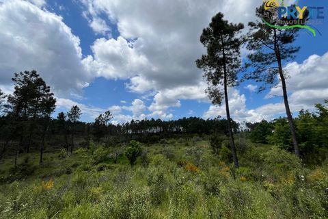 Farm i Serta, Castelo Branco, Serta - € 140.000 | Ref: RF88 - foto 36