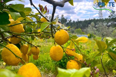 Farm i Serta, Castelo Branco, Serta - € 140.000 | Ref: RF88 - foto 37