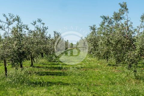 Villa i Bibbona, Livorno, Bibbona - € 950.000 | Ref: AI 64 - foto 15