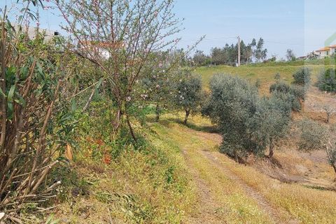 Villa en Arganil, Coimbra, Arganil - € 240.000 | Ref: 692 - photo 8