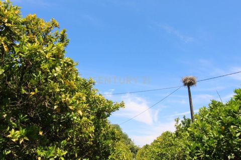 Granja a Conceicao e Estoi, Faro, Conceicao e Estoi - € 2.450.000 | Ref: C0254-01675 - foto 19