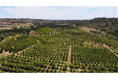 Granja a Conceicao e Estoi, Faro, Conceicao e Estoi - € 2.450.000 | Ref: C0254-01675 - foto 20