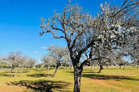 Landejendom i Campos, Mallorca, Campos - € 1.680.000 | Ref: SH-1885 - foto 31