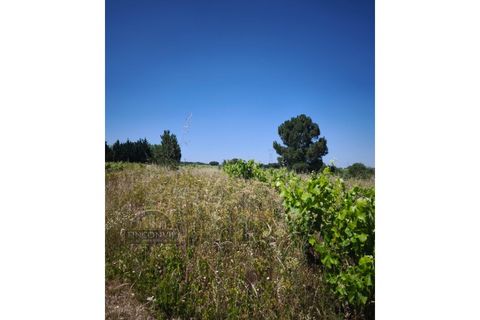 Helårsgrund i Palmela, Setubal, Palmela - € 60.000 | Ref: MC2025547 - foto 7