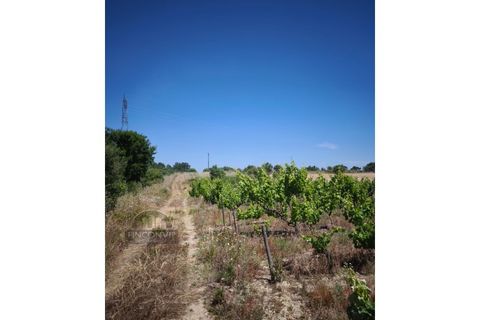 Helårsgrund i Palmela, Setubal, Palmela - € 60.000 | Ref: MC2025547 - foto 9