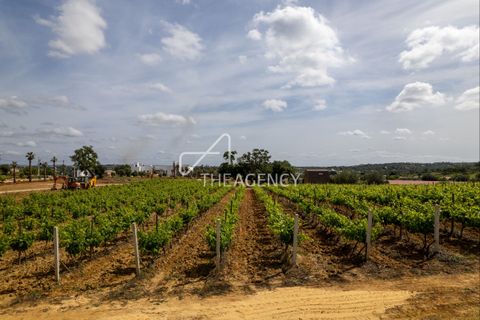 Gårdshus i Albufeira, Faro, Albufeira - € 15 000 000 | Ref: TAPT01-1560_PB - foto 17
