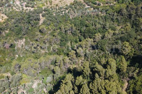 Terra em Seborga, Imperia, Seborga - € 440.000 | Ref: iv1342 - foto 8