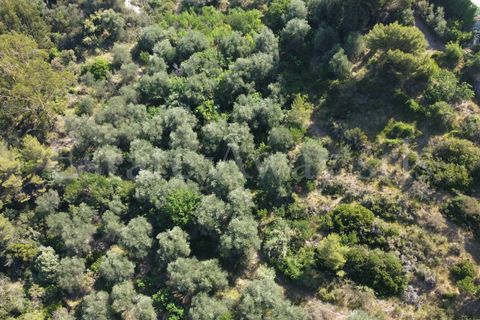 Terra em Seborga, Imperia, Seborga - € 440.000 | Ref: iv1342 - foto 17
