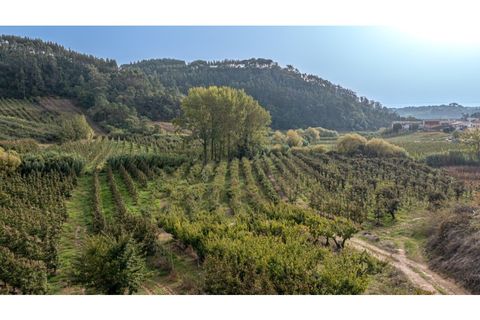 Helårsgrund i Alcobaca, Leiria, Alcobaca - € 30.000 | Ref: 099/2022.PA - foto 2