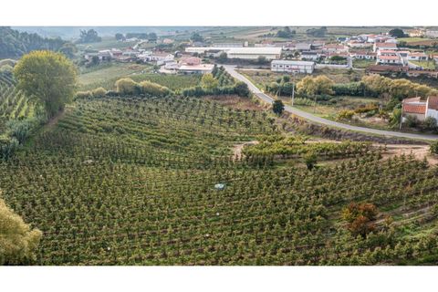 Helårsgrund i Alcobaca, Leiria, Alcobaca - € 30.000 | Ref: 099/2022.PA - foto 7