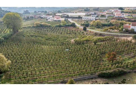 Helårsgrund i Alcobaca, Leiria, Alcobaca - € 30.000 | Ref: 099/2022.PA - foto 8