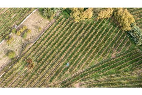 Helårsgrund i Alcobaca, Leiria, Alcobaca - € 30.000 | Ref: 099/2022.PA - foto 9