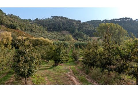 Helårsgrund i Alcobaca, Leiria, Alcobaca - € 30.000 | Ref: 099/2022.PA - foto 11