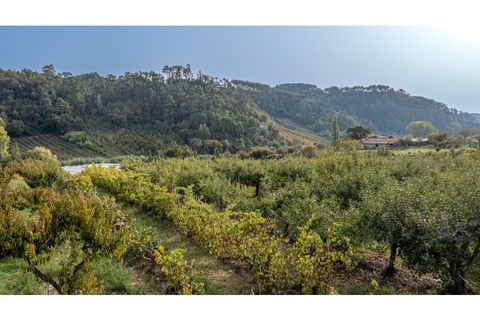 Helårsgrund i Alcobaca, Leiria, Alcobaca - € 70.000 | Ref: 097/2022.PA - foto 7