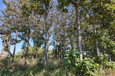 Grond in Pego, Alicante, Pego - € 45.000 | Ref: N4249 - foto 9