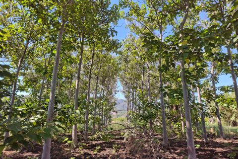 Grond in Pego, Alicante, Pego - € 45.000 | Ref: N4249 - foto 14