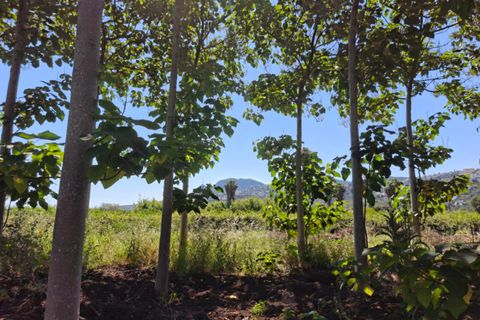 Grond in Pego, Alicante, Pego - € 45.000 | Ref: N4249 - foto 15