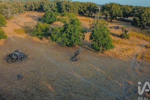Farm i Castelo de Vide, Portalegre, Castelo de Vide - € 580.000 | Ref: 972286 - foto 7