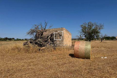 Helårsgrund i Sa Rapita, Mallorca - foto 5