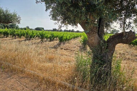 Villa en Redondo, Evora, Redondo - € 960.000 | Ref: JG2483 - photo 39