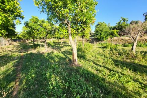 Gård i Vila Vicosa, Evora, Vila Vicosa - € 525 000 | Ref: JG2158 - foto 11