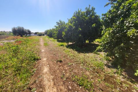 Villa a Vidigueira, Beja, Vidigueira - € 240.000 | Ref: JG1951 - foto 33