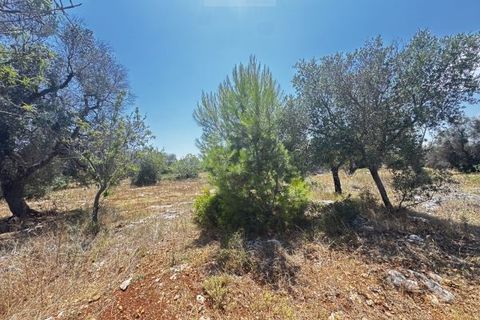 Helårsgrund i Carovigno, Brindisi, Carovigno - € 85.000 | Ref: ter7 land - foto 5