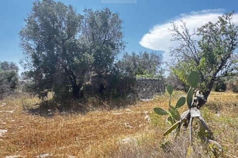 Helårsgrund i Carovigno, Brindisi, Carovigno - € 85.000 | Ref: ter7 land - foto 8