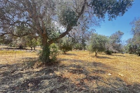 Helårsgrund i Carovigno, Brindisi, Carovigno - € 85.000 | Ref: ter7 land - foto 13