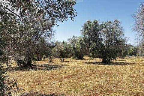 Helårsgrund i Carovigno, Brindisi, Carovigno - € 85.000 | Ref: ter7 land - foto 14