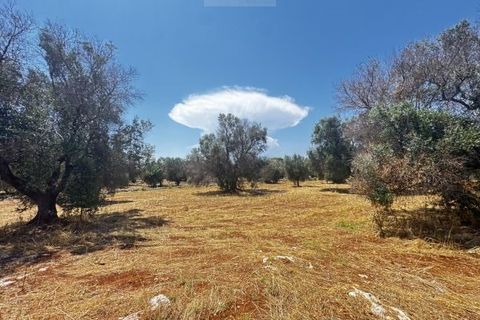 Helårsgrund i Carovigno, Brindisi, Carovigno - € 85.000 | Ref: ter7 land - foto 11