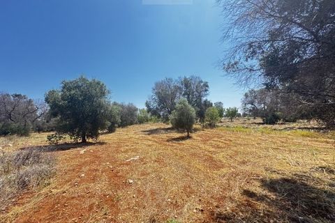 Helårsgrund i Carovigno, Brindisi, Carovigno - € 85.000 | Ref: ter7 land - foto 12