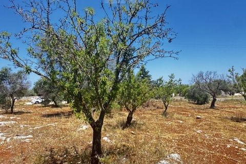 Helårsgrund i Carovigno, Brindisi, Carovigno - € 85.000 | Ref: ter7 land - foto 4