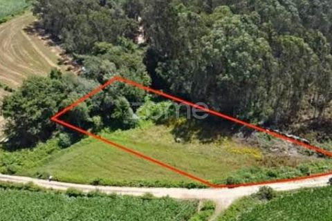 Terra em Cristelo, Braga, Cristelo - € 19.900 | Ref: ZMPT589379 - foto 1