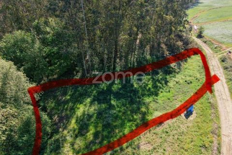 Terra em Cristelo, Braga, Cristelo - € 19.900 | Ref: ZMPT589379 - foto 4